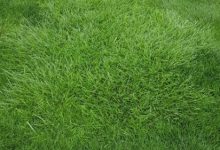 What Are the Benefits of Using Tall Fescue Grass for Your Lawn